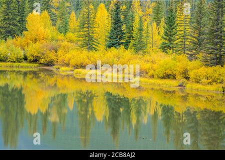 Les encens d'automne se reflètent dans l'étang Muleshoe, parc national Banff, Alberta, Canada Banque D'Images