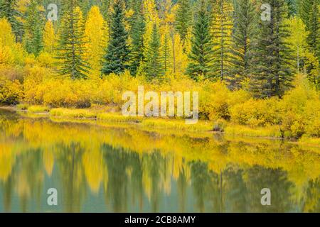 Les encens d'automne se reflètent dans l'étang Muleshoe, parc national Banff, Alberta, Canada Banque D'Images