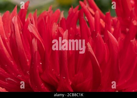 Gros plan de la fleur rouge Dalia Banque D'Images