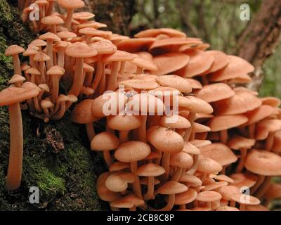 Les champignons sont une forme de champignons trouvés dans les milieux naturels partout dans le monde.; celui-ci se trouve dans une zone forestière du centre-nord de la Floride.; il est le f Banque D'Images