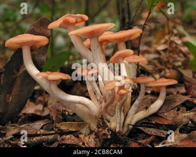 Les champignons sont une forme de champignons trouvés dans les milieux naturels partout dans le monde.; celui-ci se trouve dans une zone forestière du centre-nord de la Floride.; il est le f Banque D'Images