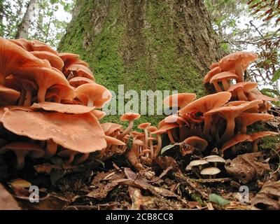 Les champignons sont une forme de champignons trouvés dans les milieux naturels partout dans le monde.; celui-ci se trouve dans une zone forestière du centre-nord de la Floride.; il est le f Banque D'Images