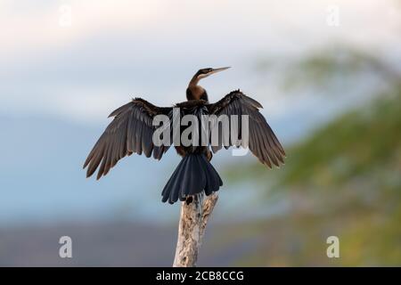 An Anhinga (Anhinga anhinga) Sèche ses ailes sous la chaleur du soleil kenyan Banque D'Images