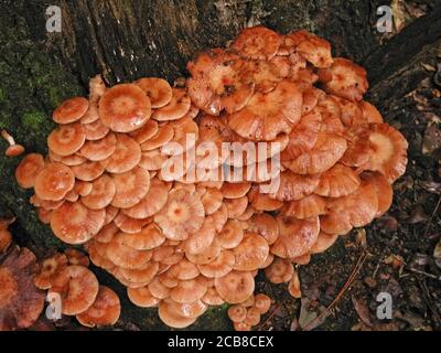 Les champignons sont une forme de champignons trouvés dans les milieux naturels partout dans le monde.; celui-ci se trouve dans une zone forestière du centre-nord de la Floride.; il est le f Banque D'Images