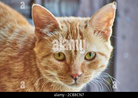 Chaton indien rayé domestique. Joli jeune chat isolé avec leur arrière-plan original. Animaux domestiques, vétérinaire et concept publicitaire. Détail de la sortie Banque D'Images