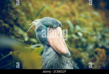 Très rare le Balaeniceps rex, également connu sous le nom de tête de baleine, de cigogne à tête de baleine, ou de cigogne à bec de chaussure dans le zoo de Prague, la meilleure photo. Banque D'Images