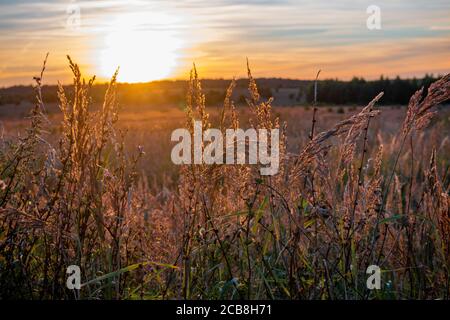 Coucher de soleil dans le champ russe. Herbes Banque D'Images