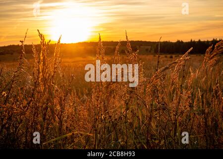 Coucher de soleil dans le champ russe. Herbes Banque D'Images