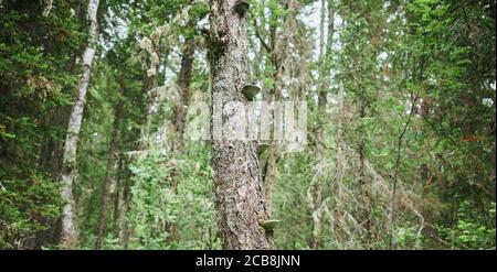 La mousse pousse fortement sur l'écorce de cet arbre et crée une texture attrayante. Banque D'Images