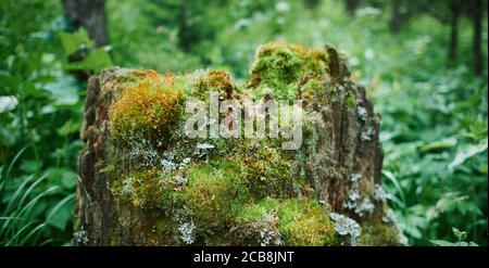 La mousse pousse fortement sur l'écorce de cet arbre et crée une texture attrayante. Banque D'Images