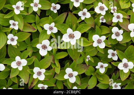 Gros plan des fleurs de Dogwood (Cornus canadensis) dans l'intérieur de l'Alaska. Banque D'Images