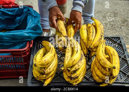 Vendeurs de fruits dans le centre-ville de San Jose, province de San Jose, San Jose, Costa Rica Banque D'Images