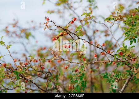 Baies de rosehip rouges sur les branches de l'arbuste. Banque D'Images