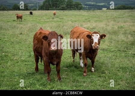 Vaches brunes broutant dans les champs près de Kingussie dans le parc national de Cairngorms, Écosse, Royaume-Uni. Banque D'Images