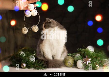 Elle tient son chat sous l'arbre de Noël. Femme avec chat près de l'arbre de Noël à la maison Banque D'Images