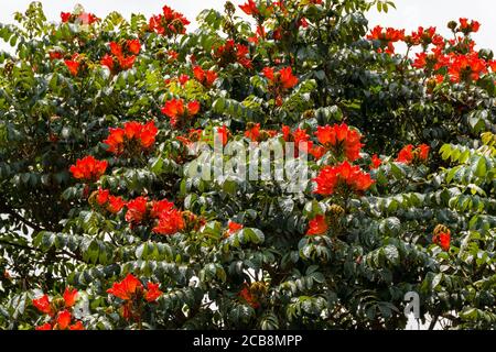 African tuliptree (Spathodea campanulata) fleurs rouge orange en fleur, au Kenya Banque D'Images