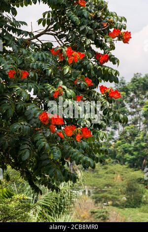 African tuliptree (Spathodea campanulata) fleurs rouge orange en fleur, au Kenya Banque D'Images