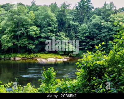 Rivière Clarion dans le parc national de Cook Forest en Pennsylvanie, près de la forêt nationale d'Allegheny. Beaucoup d'arbres verts le long de la rivière! Banque D'Images