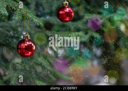 Des boules de Noël rouges avec réflexion décorent les branches vertes de l'arbre de Noël. Vacances d'hiver. Thème de Noël avec espace pour le texte Banque D'Images