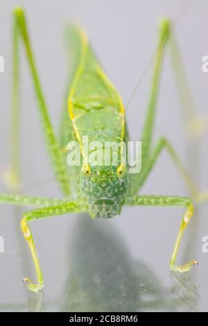 Un gros plan d'un Katydid, également connu sous le nom de bogue de feuille, qui a un camouflage en forme de feuille. Le bogue est dans la famille des sauterelles et des grillons. Banque D'Images