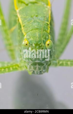 Un gros plan d'un Katydid, également connu sous le nom de bogue de feuille, qui a un camouflage en forme de feuille. Le bogue est dans la famille des sauterelles et des grillons. Banque D'Images