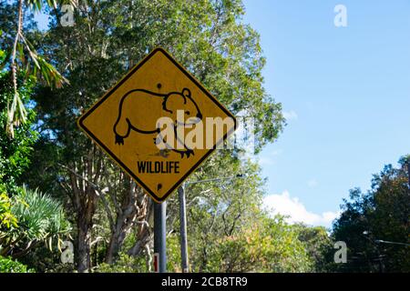 Panneau des arbres routiers australiens et fond bleu ciel Banque D'Images