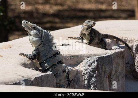 Une paire de grands Iguanes à queue épineuse noire dans les ruines mayas préhispanique d'Uxmal, au Mexique. Le mâle, avec les grandes épines sur son dos, est à gauche Banque D'Images