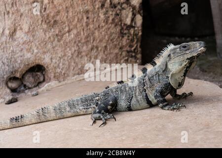 Un Iguana mâle à queue épineuse dans les ruines mayas préhispanique d'Uxmal, au Mexique. Banque D'Images