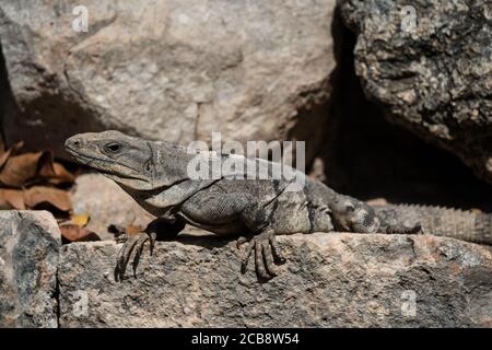 Une femelle d'Iguana à queue épineuse noire dans les ruines mayas préhispanique d'Uxmal, au Mexique. Banque D'Images