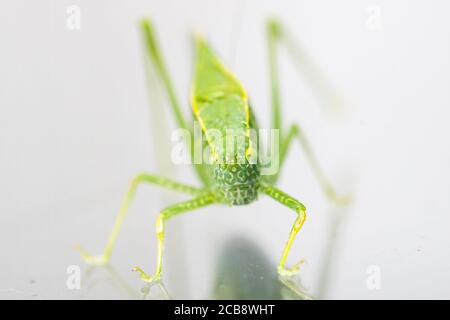 Un gros plan d'un Katydid, également connu sous le nom de bogue de feuille, qui a un camouflage en forme de feuille. Le bogue est dans la famille des sauterelles et des grillons. Banque D'Images