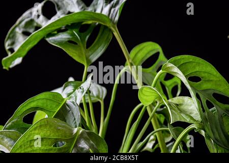 Gros plan sur des feuilles vertes fenestris d'une fromagerie suisse (monstera adansonii) sur fond sombre. Magnifique détail de la maison tropicale. Banque D'Images