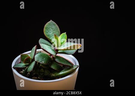 Gros plan sur une petite plante de jade (crassula ovata) plantules succulentes sur fond noir. Détail exotique tendance de la maison sur fond noir. Banque D'Images