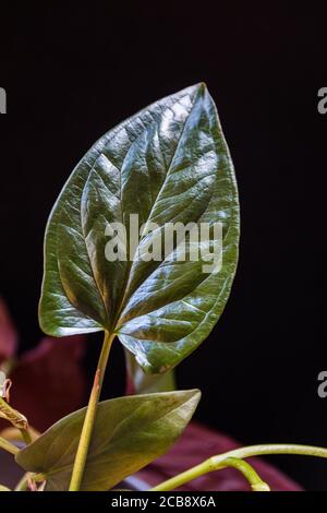 Gros plan sur une feuille brillante de sungonium erythrophyllum « flèche rouge » de la plante du foyer sur fond sombre. Banque D'Images