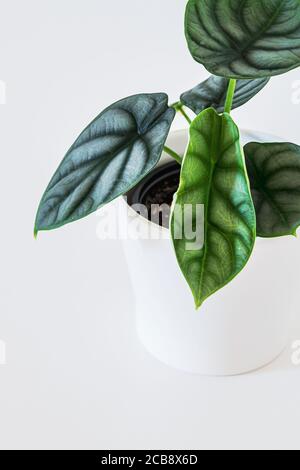 Plantules Alocasia Silver Dragon avec des feuilles vert vif sur fond blanc. Banque D'Images