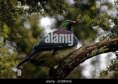 Ce pigeon de grande taille et de couleur distinctive est une vue familière à beaucoup de Néo-Zélandais. Banque D'Images