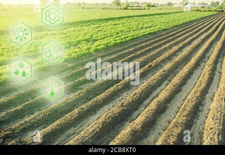 Paysage d'un champ de plantation agricole et hexagons avec des innovations. Science de l'agronomie. Amélioration de la qualité du rendement. Réduire l'impact sur l'environnement Banque D'Images