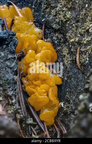 Corps de fructification d'un champignon Orange Jelly (Dacrymyces palmatus) Banque D'Images