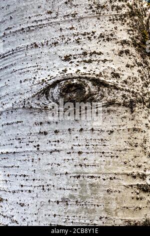 Écorce de bouleau à papier (Betula papyrifera) Banque D'Images