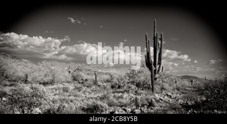 Une photo que j'ai prise à la réserve de Sonoran McDowell près de Scottsdale, en Arizona. Banque D'Images