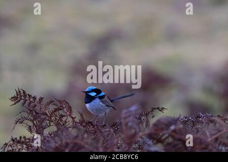 Bleu vif et noir superbe Fairywren perchée avec bec noir, ventre gris, et longue queue visible contre le bokeh auburn dans le parc national de Narawntapu en n Banque D'Images