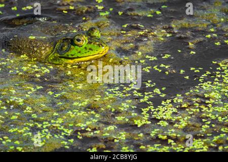 Bullfrog américain mâle reposant sur la surface des marais humides parmi les duckaded et la végétation organique, Castle Rock Colorado USA. Photo prise en juillet. Banque D'Images