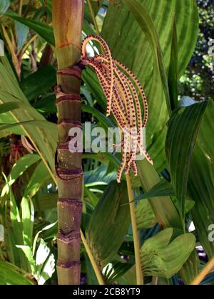 Ensemble de gousses de graines provenant du tronc d'un palmier dans l'extrême nord tropical du Queensland Banque D'Images