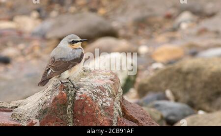 Wheatear se nourrissant sur les rochers en sursaut le long de la côte de Holderness sur son chemin vers le nord pendant la migration printanière. Banque D'Images