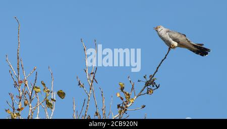 Chantant Cuckoo dans le jardin de l'observatoire d'oiseaux sur un jour ensoleillé Banque D'Images