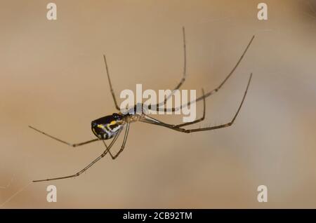 Spider, sous-famille Linyphiinae Sheetweb Banque D'Images