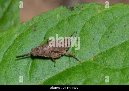 Pygmée Grasshopper, Paragettix sp. Banque D'Images