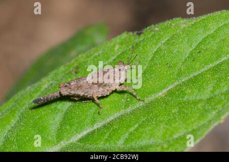 Pygmée Grasshopper, Paragettix sp. Banque D'Images