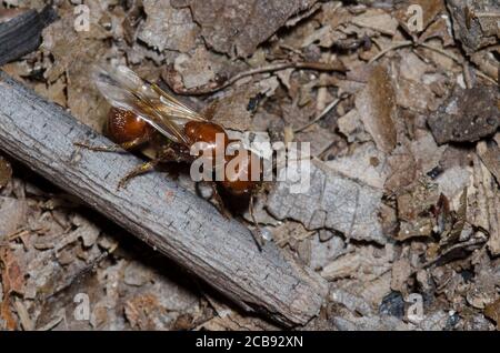 Ant de Red Harvester, Pogonomyrmex barbatus, individu ailé Banque D'Images