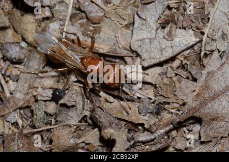 Ant de Red Harvester, Pogonomyrmex barbatus, individu ailé Banque D'Images