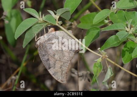 Goatweed Leafwing, Anaea andria, femelle oviposting sur le thé des Prairies, Croton monanthogynus Banque D'Images